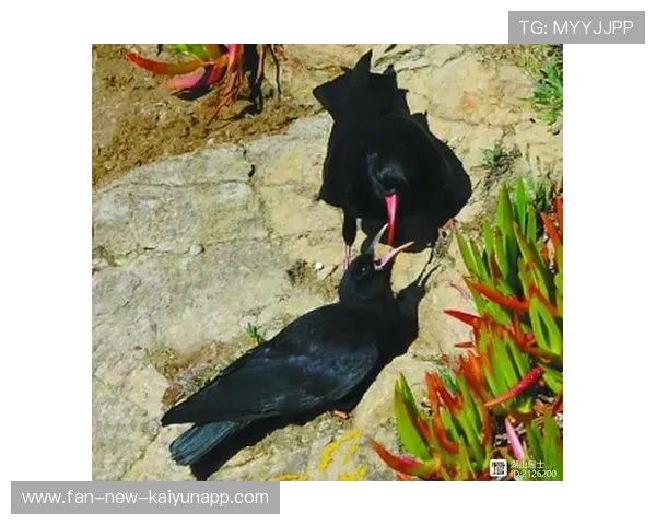 乌鸦连胜不止，主帅称团队信心爆棚，乌鸦的阵容